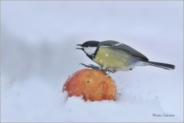<p>SÝKORA KOŇADRA (Parus major) ------- /Great tit - Kohlmeise/</p>